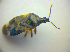  ( - BFB_Heteroptera_Kuechler_0074)  @12 [ ] CreativeCommons - Attribution Non-Commercial Share-Alike (2010) Zoologische Staatssammlung Muenchen SNSB, Zoologische Staatssammlung Muenchen