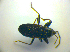  ( - BFB_Heteroptera_Kuechler_0100)  @12 [ ] CreativeCommons - Attribution Non-Commercial Share-Alike (2010) Zoologische Staatssammlung Muenchen SNSB, Zoologische Staatssammlung Muenchen