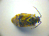  ( - BFB_Heteroptera_Kuechler_0112)  @12 [ ] CreativeCommons - Attribution Non-Commercial Share-Alike (2010) Zoologische Staatssammlung Muenchen SNSB, Zoologische Staatssammlung Muenchen