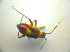  ( - BFB_Heteroptera_Kuechler_0125)  @12 [ ] CreativeCommons - Attribution Non-Commercial Share-Alike (2010) Zoologische Staatssammlung Muenchen SNSB, Zoologische Staatssammlung Muenchen