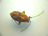  ( - BFB_Heteroptera_Kuechler_0128)  @12 [ ] CreativeCommons - Attribution Non-Commercial Share-Alike (2010) Zoologische Staatssammlung Muenchen SNSB, Zoologische Staatssammlung Muenchen