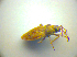  ( - BFB_Heteroptera_Kuechler_0131)  @12 [ ] CreativeCommons - Attribution Non-Commercial Share-Alike (2010) Zoologische Staatssammlung Muenchen SNSB, Zoologische Staatssammlung Muenchen