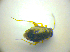  ( - BFB_Heteroptera_Kuechler_0138)  @12 [ ] CreativeCommons - Attribution Non-Commercial Share-Alike (2010) Zoologische Staatssammlung Muenchen SNSB, Zoologische Staatssammlung Muenchen