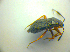  ( - BFB_Heteroptera_Kuechler_0143)  @11 [ ] CreativeCommons - Attribution Non-Commercial Share-Alike (2010) Zoologische Staatssammlung Muenchen SNSB, Zoologische Staatssammlung Muenchen