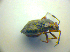  ( - BFB_Heteroptera_Kuechler_0144)  @11 [ ] CreativeCommons - Attribution Non-Commercial Share-Alike (2010) Zoologische Staatssammlung Muenchen SNSB, Zoologische Staatssammlung Muenchen