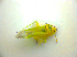  ( - BFB_Heteroptera_Kuechler_0159)  @12 [ ] CreativeCommons - Attribution Non-Commercial Share-Alike (2010) Zoologische Staatssammlung Muenchen SNSB, Zoologische Staatssammlung Muenchen