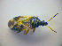  ( - BFB_Heteroptera_Kuechler_0231)  @13 [ ] CreativeCommons - Attribution Non-Commercial Share-Alike (2010) Zoologische Staatssammlung Muenchen SNSB, Zoologische Staatssammlung Muenchen