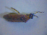  ( - BFB_Heteroptera_Kuechler_0334)  @12 [ ] CreativeCommons - Attribution Non-Commercial Share-Alike (2012) Zoologische Staatssammlung Muenchen SNSB, Zoologische Staatssammlung Muenchen