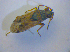  (Peritrechus meridionalis - BFB_Heteroptera_Kuechler_0349)  @13 [ ] CreativeCommons - Attribution Non-Commercial Share-Alike (2012) Zoologische Staatssammlung Muenchen SNSB, Zoologische Staatssammlung Muenchen