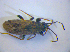  (Peritrechus gracilicornis - BFB_Heteroptera_Kuechler_0350)  @12 [ ] CreativeCommons - Attribution Non-Commercial Share-Alike (2012) Zoologische Staatssammlung Muenchen SNSB, Zoologische Staatssammlung Muenchen