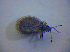  ( - BFB_Heteroptera_Kuechler_0371)  @11 [ ] CreativeCommons - Attribution Non-Commercial Share-Alike (2012) Zoologische Staatssammlung Muenchen SNSB, Zoologische Staatssammlung Muenchen