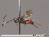  (Listrognathus mactator - BC ZSM HYM 09748)  @14 [ ] CreativeCommons - Attribution Non-Commercial Share-Alike (2012) Stefan Schmidt SNSB, Zoologische Staatssammlung Muenchen