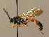  (Ctenichneumon sp - BC ZSM HYM 02476)  @11 [ ] CreativeCommons - Attribution Non-Commercial Share-Alike (2010) Unspecified SNSB, Zoologische Staatssammlung Muenchen