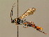  (Ctenichneumon repentinus - BC ZSM HYM 02478)  @11 [ ] CreativeCommons - Attribution Non-Commercial Share-Alike (2010) Unspecified SNSB, Zoologische Staatssammlung Muenchen