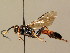  (Ctenichneumon divisorius - BC ZSM HYM 02483)  @14 [ ] CreativeCommons - Attribution Non-Commercial Share-Alike (2010) Unspecified SNSB, Zoologische Staatssammlung Muenchen