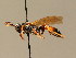  (Spilichneumon occisorius - BC ZSM HYM 02496)  @14 [ ] CreativeCommons - Attribution Non-Commercial Share-Alike (2010) Unspecified SNSB, Zoologische Staatssammlung Muenchen