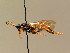  (Spilichneumon - BC ZSM HYM 02500)  @14 [ ] CreativeCommons - Attribution Non-Commercial Share-Alike (2010) Unspecified SNSB, Zoologische Staatssammlung Muenchen