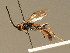  (Barichneumon lunuliger - BC ZSM HYM 02518)  @11 [ ] CreativeCommons - Attribution Non-Commercial Share-Alike (2010) Unspecified SNSB, Zoologische Staatssammlung Muenchen