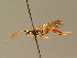  (Cratichneumon luteiventris - BC ZSM HYM 02550)  @14 [ ] CreativeCommons - Attribution Non-Commercial Share-Alike (2010) Unspecified SNSB, Zoologische Staatssammlung Muenchen