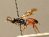  (Barichneumon sp - BC ZSM HYM 02575)  @11 [ ] CreativeCommons - Attribution Non-Commercial Share-Alike (2010) Unspecified SNSB, Zoologische Staatssammlung Muenchen