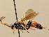  (Ichneumon exilicornis - BC ZSM HYM 02616)  @14 [ ] CreativeCommons - Attribution Non-Commercial Share-Alike (2010) Unspecified SNSB, Zoologische Staatssammlung Muenchen
