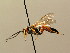  (Ichneumon cynthiae - BC ZSM HYM 02629)  @13 [ ] CreativeCommons - Attribution Non-Commercial Share-Alike (2010) Unspecified SNSB, Zoologische Staatssammlung Muenchen