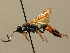  (Ichneumon alius - BC ZSM HYM 02643)  @14 [ ] CreativeCommons - Attribution Non-Commercial Share-Alike (2010) Unspecified SNSB, Zoologische Staatssammlung Muenchen