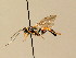  (Ichneumon intricator - BC ZSM HYM 02672)  @14 [ ] CreativeCommons - Attribution Non-Commercial Share-Alike (2010) Unspecified SNSB, Zoologische Staatssammlung Muenchen