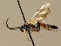  (Ichneumon ingratus - BC ZSM HYM 02678)  @14 [ ] CreativeCommons - Attribution Non-Commercial Share-Alike (2010) Unspecified SNSB, Zoologische Staatssammlung Muenchen