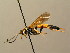  (Ichneumon terminatorius - BC ZSM HYM 02769)  @14 [ ] CreativeCommons - Attribution Non-Commercial Share-Alike (2010) Unspecified SNSB, Zoologische Staatssammlung Muenchen