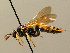  (Ichneumon xanthorius - BC ZSM HYM 02781)  @15 [ ] CreativeCommons - Attribution Non-Commercial Share-Alike (2010) Unspecified SNSB, Zoologische Staatssammlung Muenchen