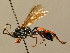  (Ichneumon saxifragator - BC ZSM HYM 02789)  @13 [ ] CreativeCommons - Attribution Non-Commercial Share-Alike (2010) Unspecified SNSB, Zoologische Staatssammlung Muenchen