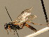  (Ichneumon pygolissus - BC ZSM HYM 02790)  @13 [ ] CreativeCommons - Attribution Non-Commercial Share-Alike (2010) Unspecified SNSB, Zoologische Staatssammlung Muenchen