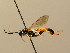  (Ichneumon sculpturatus - BC ZSM HYM 02810)  @13 [ ] CreativeCommons - Attribution Non-Commercial Share-Alike (2010) Unspecified SNSB, Zoologische Staatssammlung Muenchen