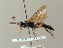  (Coelichneumon subviolaceiventris - BC ZSM HYM 03084)  @11 [ ] CreativeCommons - Attribution Non-Commercial Share-Alike (2010) Unspecified SNSB, Zoologische Staatssammlung Muenchen