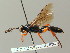  (Coelichneumon impressor - BC ZSM HYM 03094)  @14 [ ] CreativeCommons - Attribution Non-Commercial Share-Alike (2010) Unspecified SNSB, Zoologische Staatssammlung Muenchen