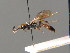  (Ichneumon simulans - BC ZSM HYM 03694)  @14 [ ] CreativeCommons - Attribution Non-Commercial Share-Alike (2010) Stefan Schmidt SNSB, Zoologische Staatssammlung Muenchen