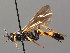  (Ichneumon stramentor - BC ZSM HYM 03738)  @15 [ ] CreativeCommons - Attribution Non-Commercial Share-Alike (2010) Stefan Schmidt SNSB, Zoologische Staatssammlung Muenchen