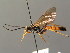  (Ichneumon grandicornis - BC ZSM HYM 03779)  @14 [ ] CreativeCommons - Attribution Non-Commercial Share-Alike (2010) Stefan Schmidt SNSB, Zoologische Staatssammlung Muenchen