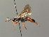  (Ichneumon eurycerus - BC ZSM HYM 03782)  @12 [ ] CreativeCommons - Attribution Non-Commercial Share-Alike (2010) Stefan Schmidt SNSB, Zoologische Staatssammlung Muenchen