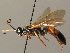  (Ichneumon stramentarius - BC ZSM HYM 03787)  @14 [ ] CreativeCommons - Attribution Non-Commercial Share-Alike (2010) Stefan Schmidt SNSB, Zoologische Staatssammlung Muenchen