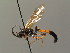  (Ichneumon rufigena - BC ZSM HYM 03795)  @11 [ ] CreativeCommons - Attribution Non-Commercial Share-Alike (2010) Stefan Schmidt SNSB, Zoologische Staatssammlung Muenchen