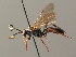  (Ichneumon submarginatus - BC ZSM HYM 03816)  @15 [ ] CreativeCommons - Attribution Non-Commercial Share-Alike (2010) Stefan Schmidt SNSB, Zoologische Staatssammlung Muenchen