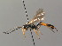  (Ichneumon caproni - BC ZSM HYM 03828)  @14 [ ] CreativeCommons - Attribution Non-Commercial Share-Alike (2010) Stefan Schmidt SNSB, Zoologische Staatssammlung Muenchen