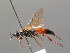  (Ichneumon bucculentus - BC ZSM HYM 03897)  @13 [ ] CreativeCommons - Attribution Non-Commercial Share-Alike (2010) Stefan Schmidt SNSB, Zoologische Staatssammlung Muenchen