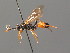  (Ichneumon pseudocaloscelis - BC ZSM HYM 03905)  @14 [ ] CreativeCommons - Attribution Non-Commercial Share-Alike (2010) Stefan Schmidt SNSB, Zoologische Staatssammlung Muenchen