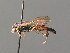  (Ichneumon proletarius - BC ZSM HYM 03911)  @11 [ ] CreativeCommons - Attribution Non-Commercial Share-Alike (2010) Stefan Schmidt SNSB, Zoologische Staatssammlung Muenchen