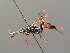  (Ichneumon phaeostigmus - BC ZSM HYM 03939)  @14 [ ] CreativeCommons - Attribution Non-Commercial Share-Alike (2010) Stefan Schmidt SNSB, Zoologische Staatssammlung Muenchen