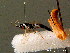  (Heterischnus bicolorator - BC ZSM HYM 04060)  @11 [ ] CreativeCommons - Attribution Non-Commercial Share-Alike (2010) Stefan Schmidt SNSB, Zoologische Staatssammlung Muenchen
