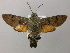  ( - BC ZSM Lep 21434)  @15 [ ] CreativeCommons - Attribution Non-Commercial Share-Alike (2010) Axel Hausmann/Bavarian State Collection of Zoology (ZSM) SNSB, Zoologische Staatssammlung Muenchen